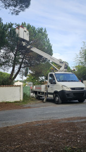 Photo de galerie - Abattage d'arbre compliqué travail avec nacelle ou cordes et harnai 