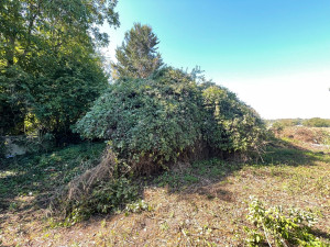 Photo de galerie - Elagage et coupe d'arbres