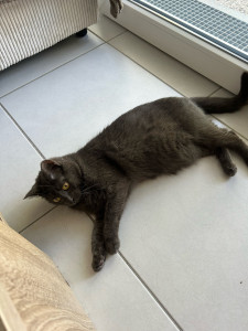 Photo de galerie - Deux visites sur trois jours (remplissage des gamelles, changement des gamelles d’eau, nettoyage de litière, caresses et un temps de jeu !)