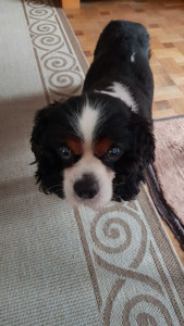 Photo de galerie - Garde de chiens à mon domicile (petites races).Je me propose de garder votre chien:
je suis au centre de colombes dans la rue piétonne et dispose d un balcon de 14 m2.