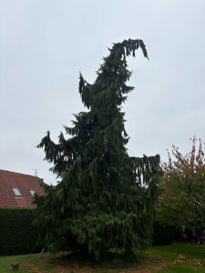 Photo de galerie - Elagage et coupe d'arbres