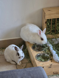 Photo de galerie - Donner a manger a des lapins et en prendre soins