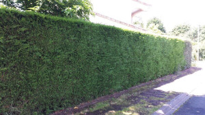 Photo de galerie - Taille de haies et d'arbustes