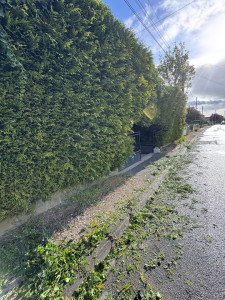 Photo de galerie - Taille de haie