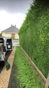 Photo de galerie - Taille de haie 