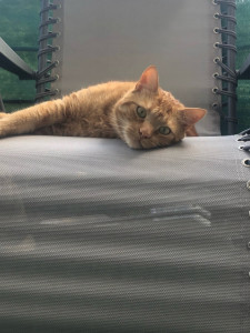 Photo de galerie - Garde animaux