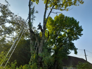 Photo de galerie - Tailles et Élagage en auteur mes la sécurité avant tout 