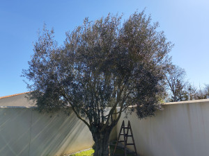 Photo de galerie - Elagage et coupe d'arbres