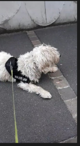 Photo de galerie - Promenade chien