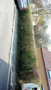 Photo de galerie - Petite haie tailler 
