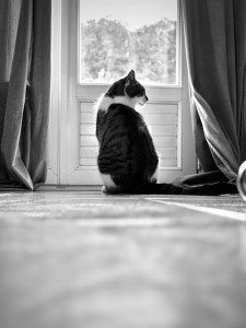 Photo de galerie - Garde chat