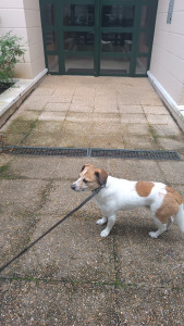 Photo de galerie - Chien ? 