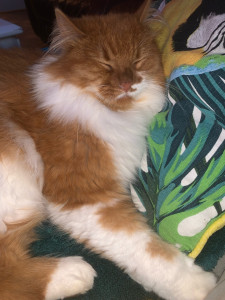 Photo de galerie - Je suis habituée avec mes 2 chiens et 1 chat ainsi qu’1 lapin 