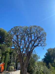 Photo de galerie - Taille ornementale d’un Olivier 
