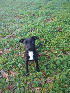 Photo de galerie - Kitsune