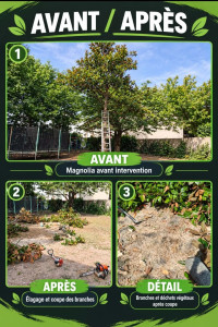 Photo de galerie - élagage dun magnolia 