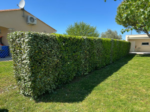 Photo de galerie - Taille de haie 