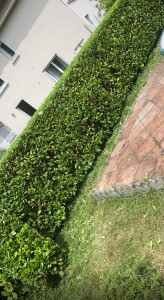 Photo de galerie - Taille de haie 