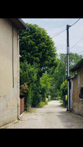 Photo de galerie - Elagage et coupe d'arbres