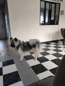 Photo de galerie - Garde chien