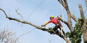 Photo de galerie - Élagage et abattage arbre 