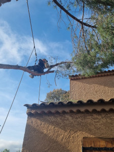 Photo de galerie - Elagage et coupe d'arbres