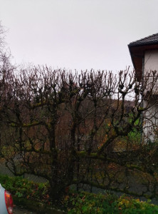 Photo de galerie - Tailles de haies 