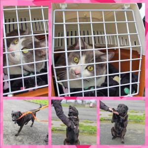 Photo de galerie - Livraison - Transport de colis