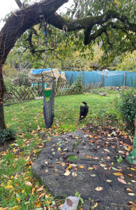 Photo de galerie - Garde chien