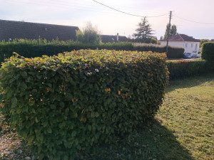 Photo de galerie - Taille de haies et d'arbustes