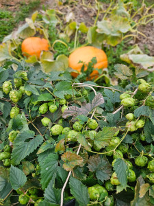 Photo de galerie - Paysagiste - Aménagement du jardin
