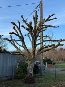 Photo de galerie - Elagage et coupe d'arbres