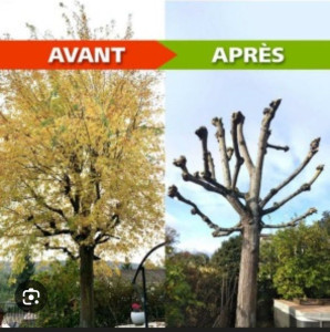 Photo de galerie - Elagage 