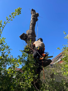 Photo de galerie - Elagage et coupe d'arbres