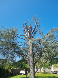 Photo de galerie - Elagage et coupe d'arbres