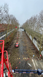 Photo de galerie - Elagage et coupe d'arbres