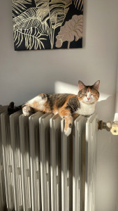Photo de galerie - Mon chat (1 an et demi vacciné et stérilisée)