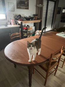 Photo de galerie - Garde d’une chatte, sur une durée d’une semaine à Maen Roch