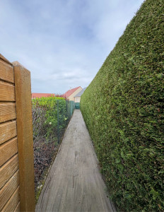 Photo de galerie - Thuyas 