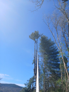 Photo de galerie - Elagage et coupe d'arbres