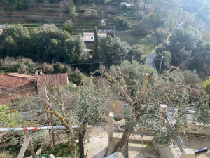 Photo de galerie - Taille fruitière d’Olivier 