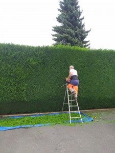 Photo de galerie - Taille de haies et d'arbustes