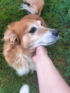 Photo de galerie - Garde chien