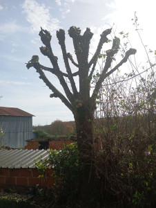 Photo de galerie - élagage d'arbres 