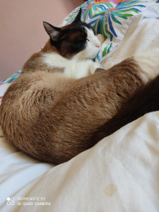 Photo de galerie - Garde chat