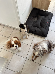 Photo de galerie - Garde de Rio, un cavalier King Charles, durant 5 jours