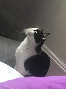 Photo de galerie - Garde animaux