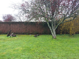 Photo de galerie - Taille de haie avec évacuation 