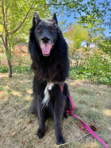 Photo de galerie - Garde chien