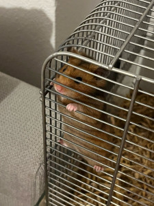 Photo de galerie - Garde animaux